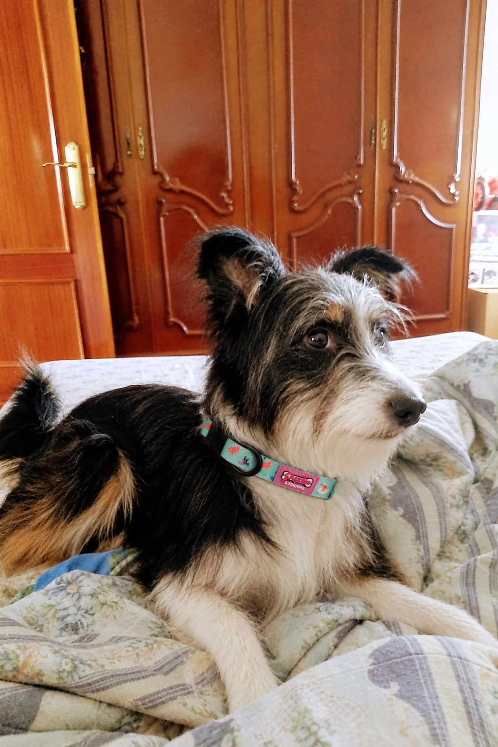 Perrita con collar Summer Pawl Pawty